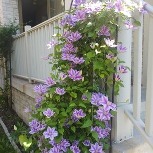 Meet your Posher, Vidya